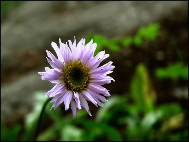 A pretty Daisy -- Sydney's favorite flower