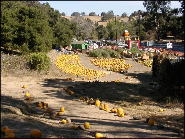 The Web Ranch Pumpkin patch