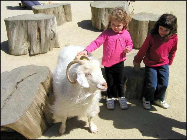 Time to pet (and brush) the animals at the petting zoo