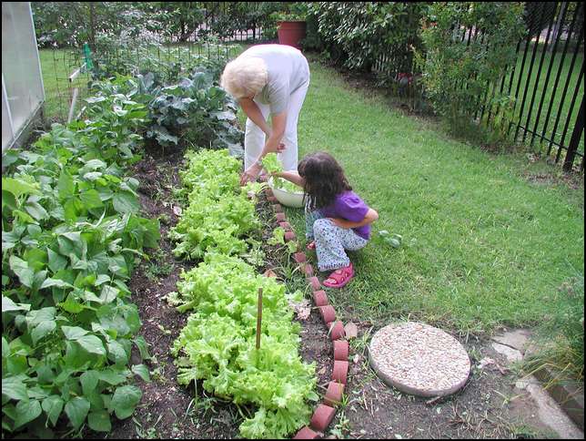 I'm helping grandma pick the lettuce for dinner tonight