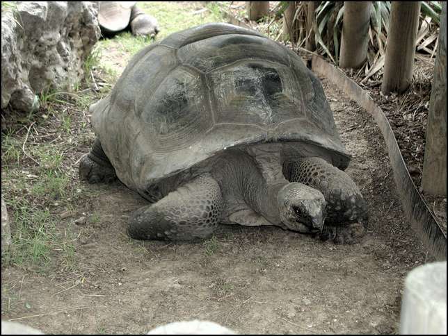 Here is a real turtle, wish I could ride it