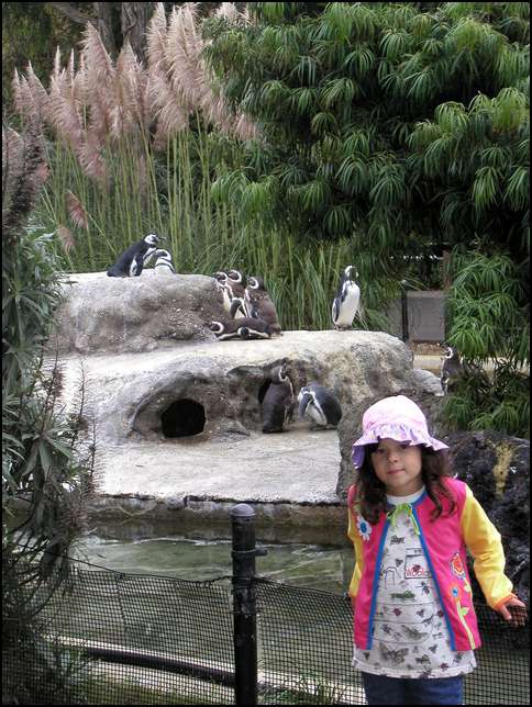 Sydney with the penguins