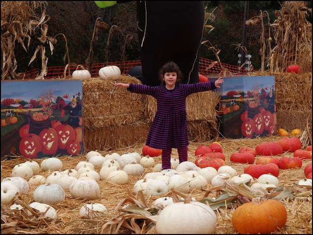 I want all these pumpkins!