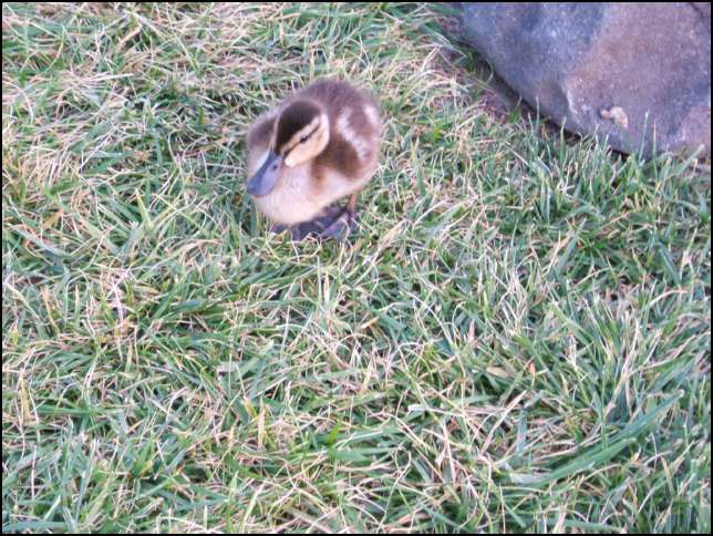 Best of all -- real baby duckies!!!!!