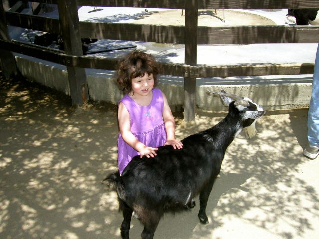 I love to pet the goats at the zoo.