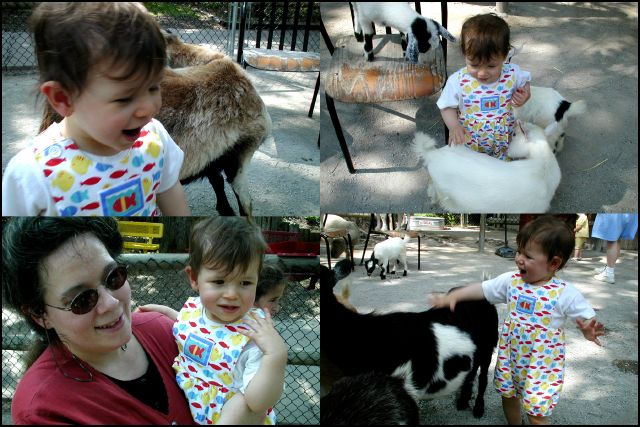 It's fun to pet the baby goats at the Tulsa Children's Zoo.