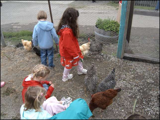 On the inside getting to know the chickens