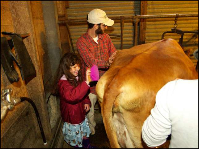 Brushing Maisy while others milk her