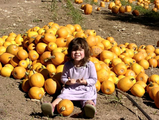 Wow -- look at all these pumpkins!